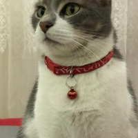Tekir Kedi, Kedi  İlda fotoğrafı