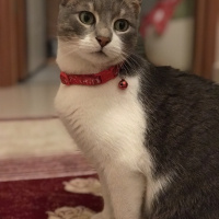 Tekir Kedi, Kedi  İlda fotoğrafı