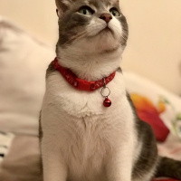 Tekir Kedi, Kedi  İlda fotoğrafı