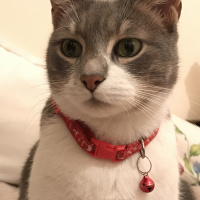 Tekir Kedi, Kedi  İlda fotoğrafı