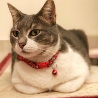 Tekir Kedi, Kedi  İlda fotoğrafı