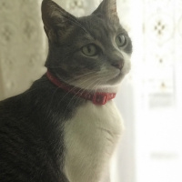 Tekir Kedi, Kedi  İlda fotoğrafı