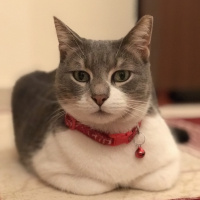 Tekir Kedi, Kedi  İlda fotoğrafı