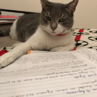 Tekir Kedi, Kedi  İlda fotoğrafı