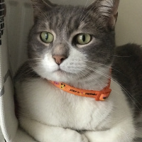 Tekir Kedi, Kedi  İlda fotoğrafı