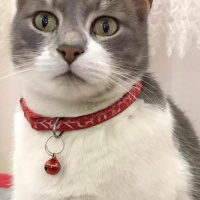 Tekir Kedi, Kedi  İlda fotoğrafı