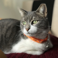 Tekir Kedi, Kedi  İlda fotoğrafı