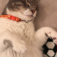 Tekir Kedi, Kedi  İlda fotoğrafı