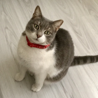 Tekir Kedi, Kedi  İlda fotoğrafı