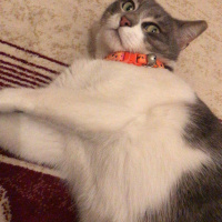 Tekir Kedi, Kedi  İlda fotoğrafı