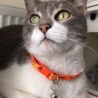 Tekir Kedi, Kedi  İlda fotoğrafı
