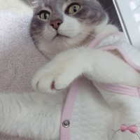 Tekir Kedi, Kedi  İlda fotoğrafı