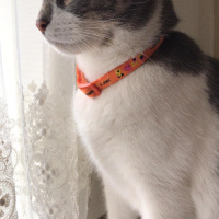 Tekir Kedi, Kedi  İlda fotoğrafı