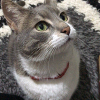 Tekir Kedi, Kedi  İlda fotoğrafı