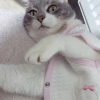 Tekir Kedi, Kedi  İlda fotoğrafı