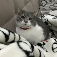 Tekir Kedi, Kedi  İlda fotoğrafı