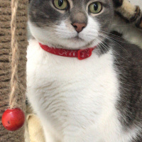 Tekir Kedi, Kedi  İlda fotoğrafı