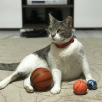 Tekir Kedi, Kedi  İlda fotoğrafı
