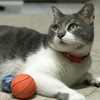 Tekir Kedi, Kedi  İlda fotoğrafı
