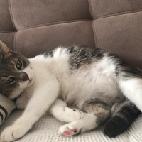 Tekir Kedi, Kedi  İlda fotoğrafı