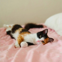 Tekir Kedi, Kedi  nancy fotoğrafı