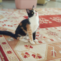 Tekir Kedi, Kedi  nancy fotoğrafı