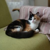 Tekir Kedi, Kedi  nancy fotoğrafı