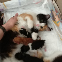 Tekir Kedi, Kedi  nancy fotoğrafı