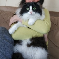 Tekir Kedi, Kedi  nancy fotoğrafı