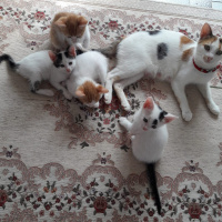 Tekir Kedi, Kedi  Güzel bebek sokalta kalmasın fotoğrafı