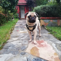Pug, Köpek  Şakir fotoğrafı