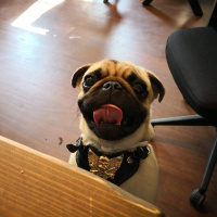 Pug, Köpek  Şakir fotoğrafı