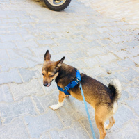 Chihuahua, Köpek  Rıfkı fotoğrafı