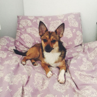 Chihuahua, Köpek  Rıfkı fotoğrafı