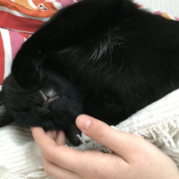 Bombay, Kedi  Gece fotoğrafı