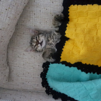 Tekir Kedi, Kedi  Rıfkı fotoğrafı