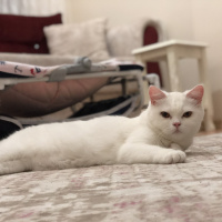 Scottish Fold, Kedi  İnci fotoğrafı