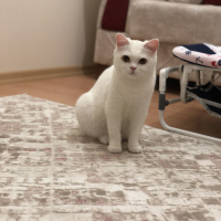 Scottish Fold, Kedi  İnci fotoğrafı