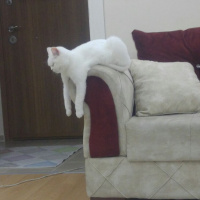 Scottish Fold, Kedi  İnci fotoğrafı