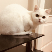 Scottish Fold, Kedi  İnci fotoğrafı