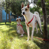 Sokö (Sokak Köpeği), Köpek  Solti fotoğrafı