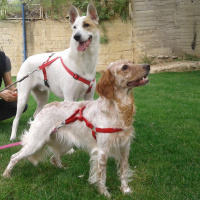 Sokö (Sokak Köpeği), Köpek  Solti fotoğrafı