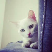 Ankara Kedisi, Kedi  Boncuk fotoğrafı