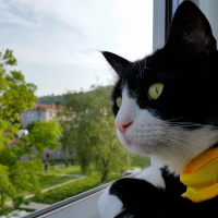 Tuxedo (Smokin) Kedi, Kedi  Şakir fotoğrafı