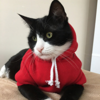 Tuxedo (Smokin) Kedi, Kedi  Şakir fotoğrafı