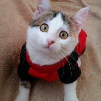 Tuxedo (Smokin) Kedi, Kedi  Şakir fotoğrafı