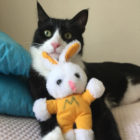 Tuxedo (Smokin) Kedi, Kedi  Şakir fotoğrafı