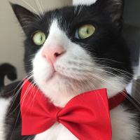 Tuxedo (Smokin) Kedi, Kedi  Şakir fotoğrafı