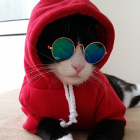 Tuxedo (Smokin) Kedi, Kedi  Şakir fotoğrafı