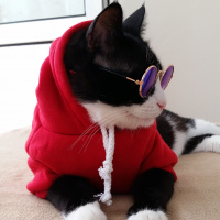 Tuxedo (Smokin) Kedi, Kedi  Şakir fotoğrafı